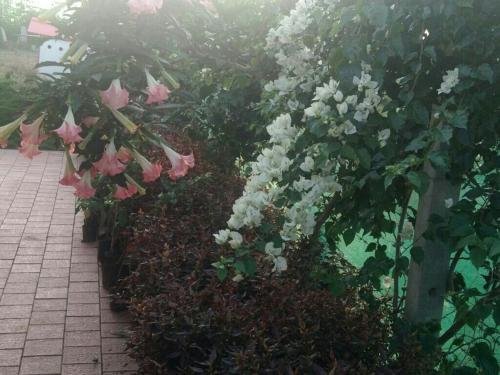 bougain villea homestay