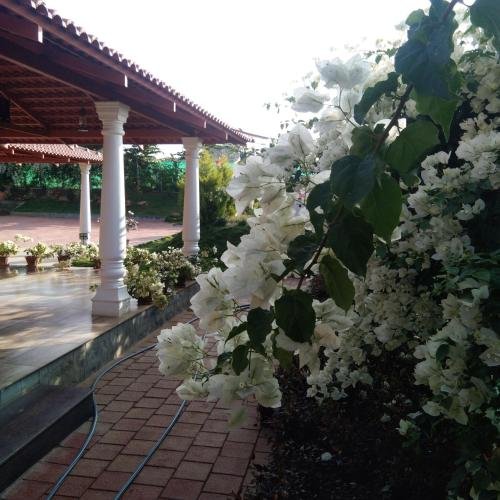 bougain villea homestay