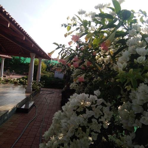 bougain villea homestay