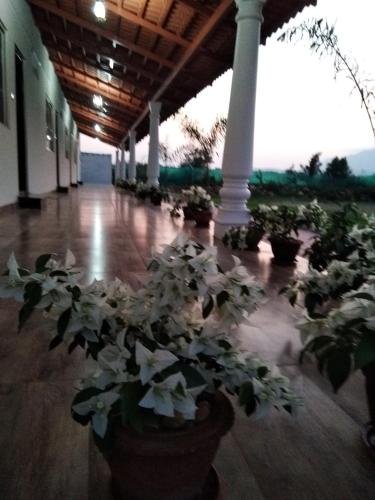 bougain villea homestay