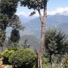 vamoose soshing homestay