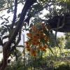 vamoose soshing homestay