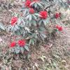 Vamoose Soshing Homestay,Pelling>>Gangtok,1 star