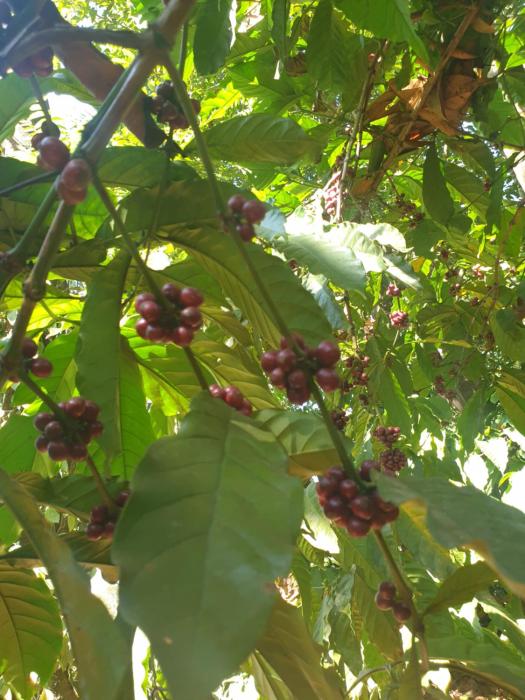 chikmagalur