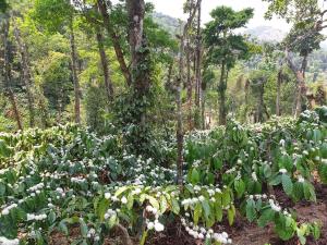 chikmagalur