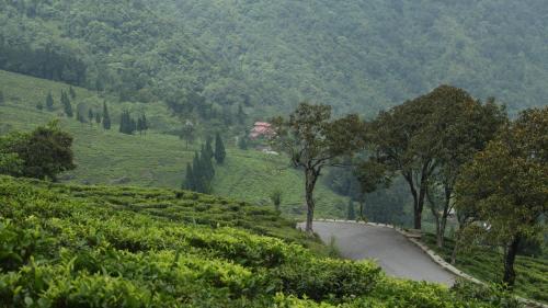darjeeling