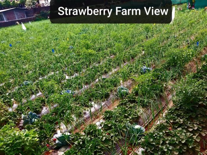 evergreen holidays mahabaleshwar