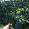 coorg