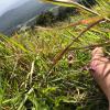 coorg