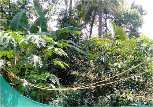 aym yoga resort arambol goa