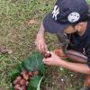 jatiluwih