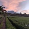 jatiluwih