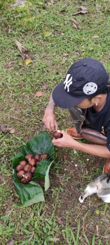 jatiluwih