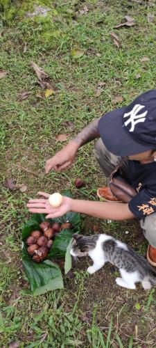 jatiluwih