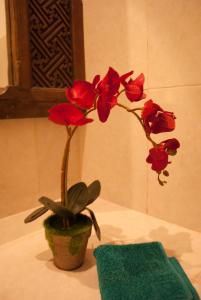 casa narrow villa rote