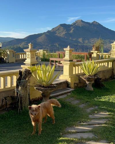 kintamani