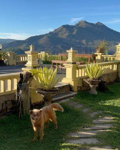 kintamani