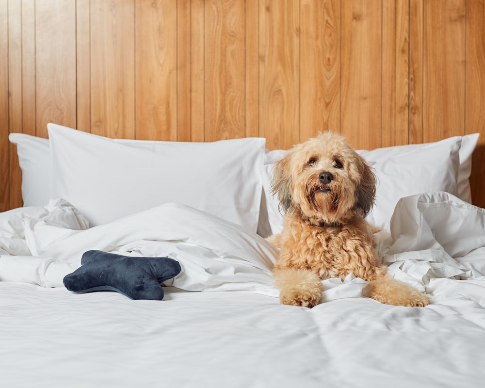 pullman lima san isidro