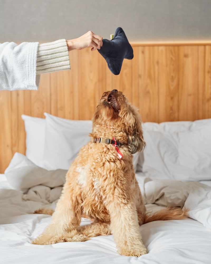 pullman lima san isidro