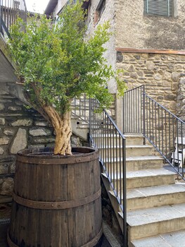 oliveto lario