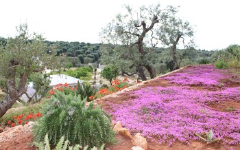 feudi mandolivo