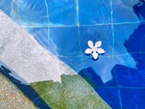 molly resort