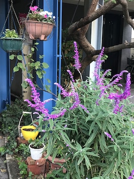 Sadie's Home,Kanagawa>>Izumi,2.5 star