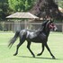 pirque