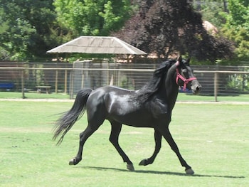 pirque