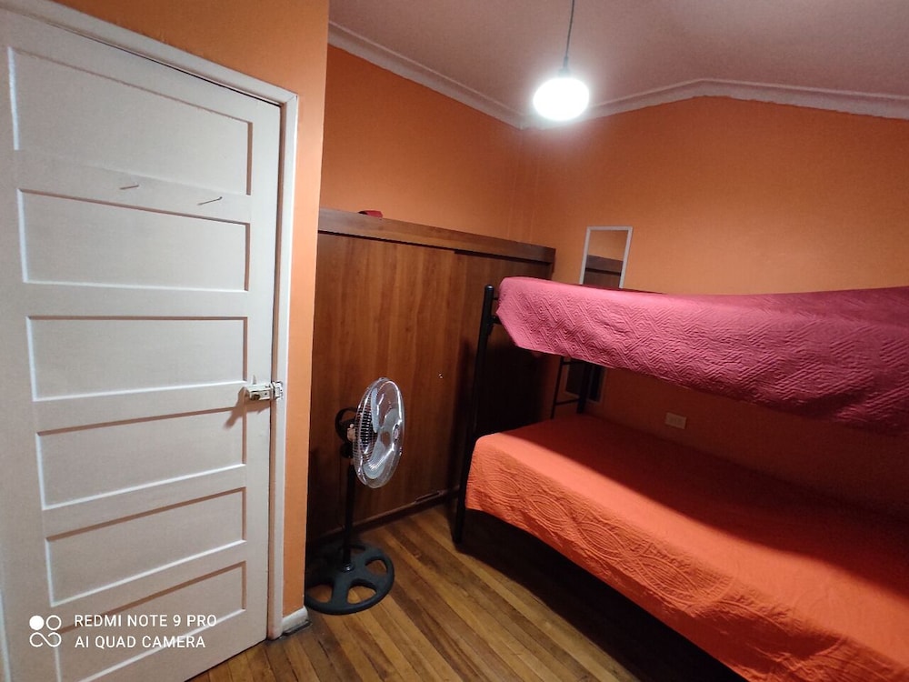 hotel gatos de campo tiernos y traviesos