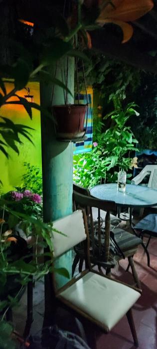 hotel gatos de campo tiernos y traviesos