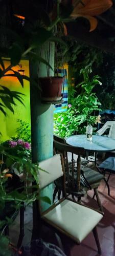 hotel gatos de campo tiernos y traviesos