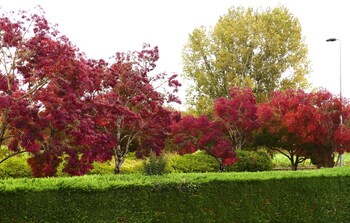 le provencal
