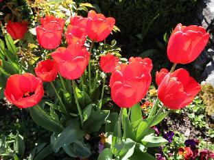 Chalet Queenstown,Queenstown>>Otago,4 star