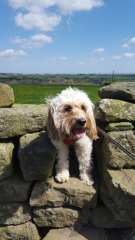 The Saddle Room Restaurant,Middleham>>Leyburn,3 star