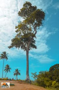 sao miguel dos milagres