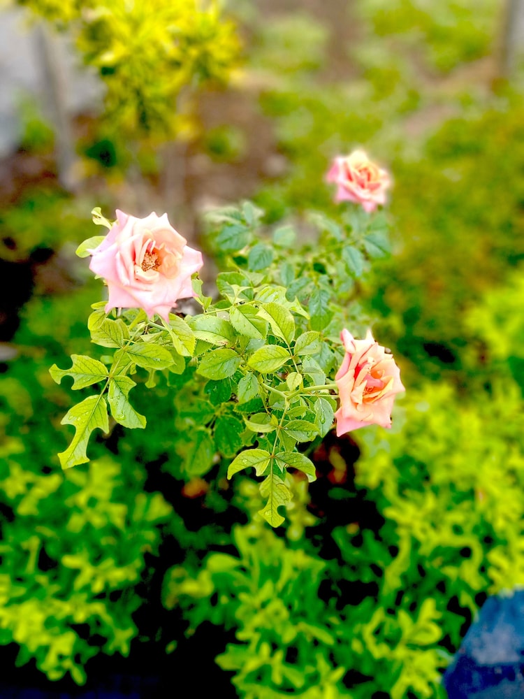 the trawangan resort