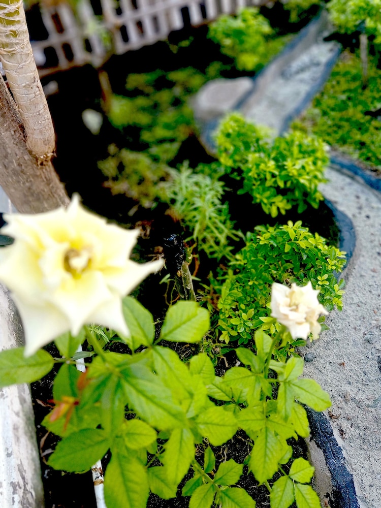 the trawangan resort