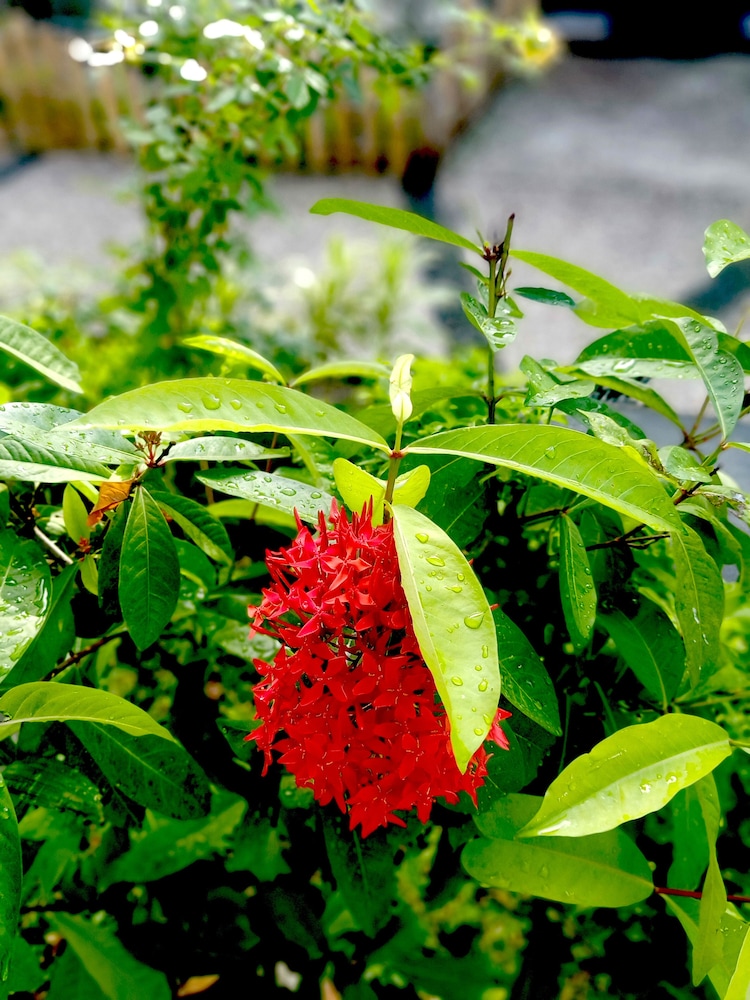 the trawangan resort