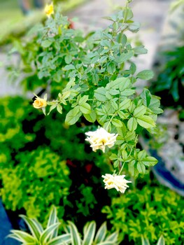 the trawangan resort