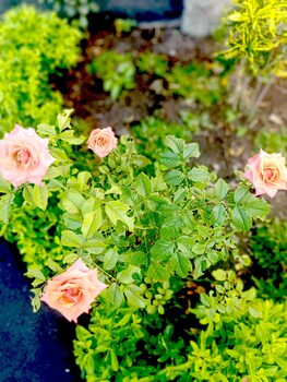 the trawangan resort