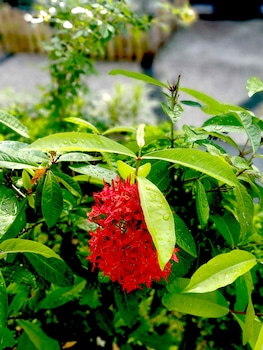 the trawangan resort