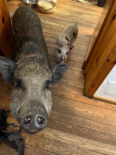 hotel la grange animal chic hotel