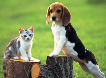 best western plus bradford inn