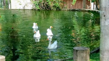 sao francisco do sul