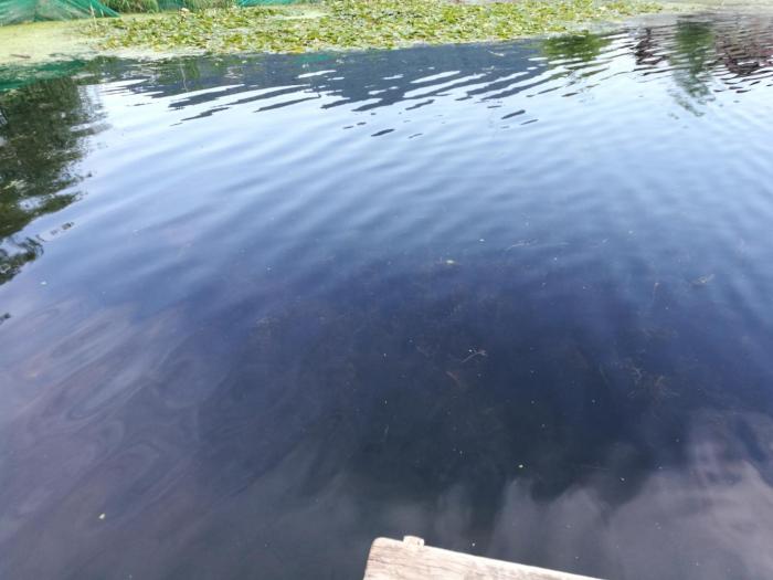 house boat hardy palace