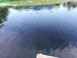 house boat hardy palace