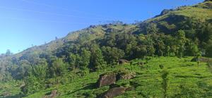 munnar