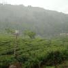 Tea Dale - All Rooms With Tea Estate View,Idukki>>Devikolam,3 star
