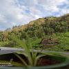 tea dale all rooms with tea estate view